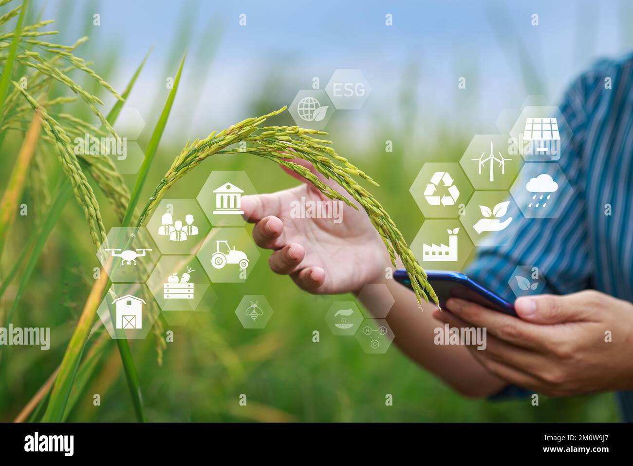 ESG Icon-Konzept bei Rohreisprodukten in der Hand der Landwirte für ökologische, soziale und verantwortungsvolle Staatsführung in nachhaltigem und ethischem Geschäft. Stockfoto