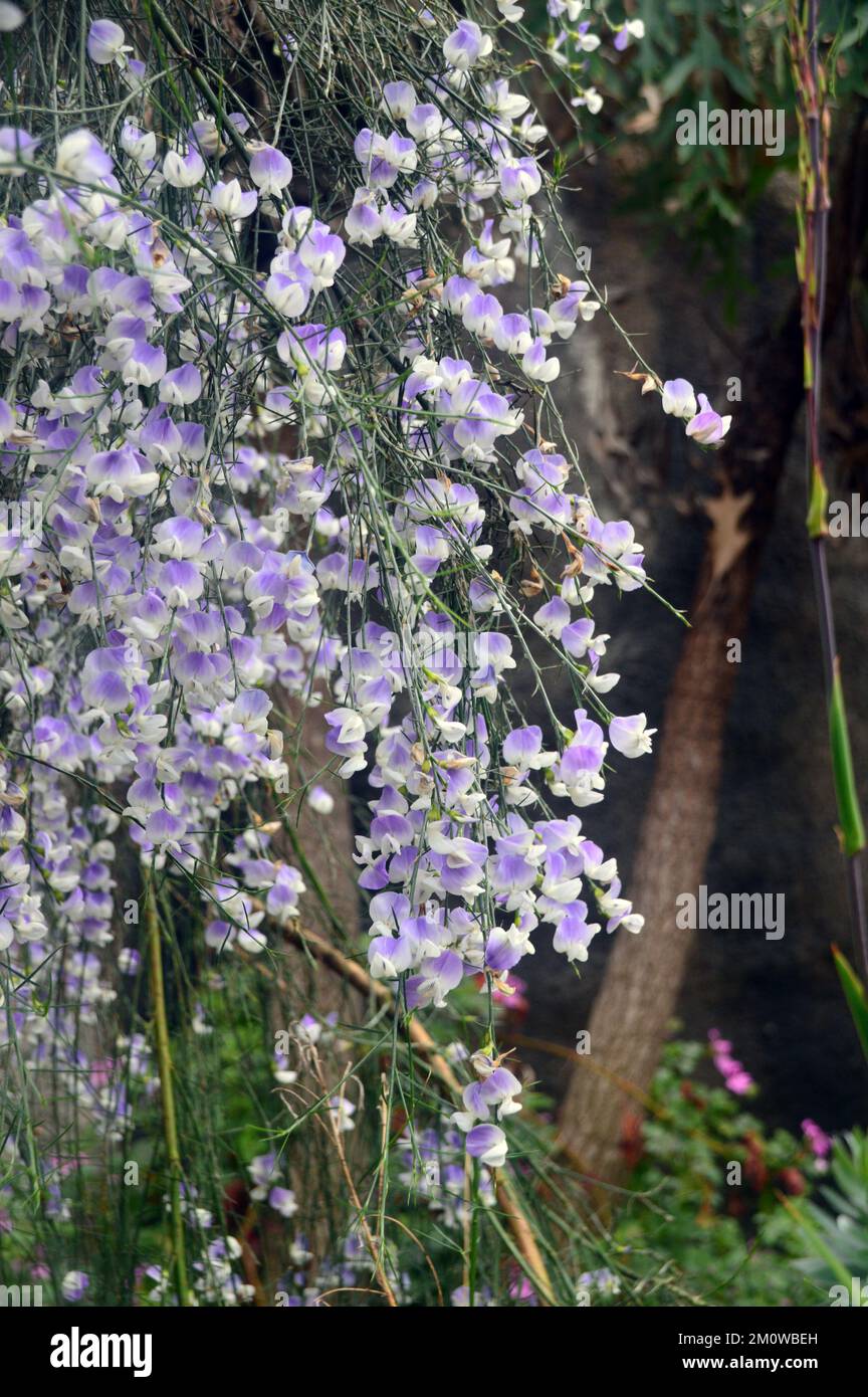 Blue Broom (Weeping Blue Broom) „Psoralea Fleta“ Flowers, die beim Eden Project, Cornwall, England, Großbritannien, angebaut wurden. Stockfoto