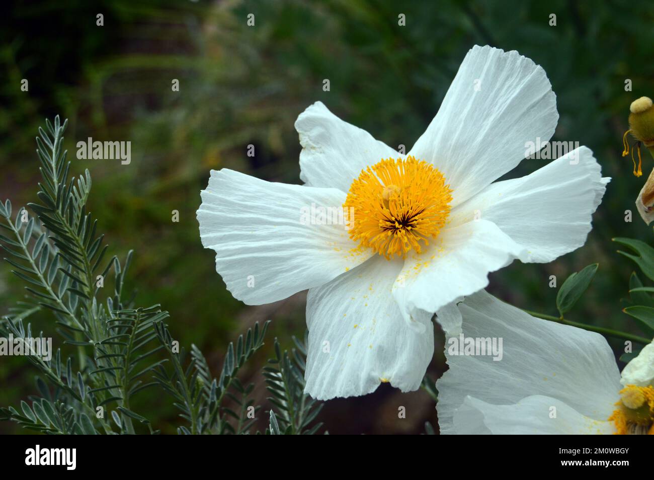 Single White Matilija Poppy (Romneya Coulteri) Blumenkopf, angebaut beim Eden Project, Cornwall, England, Großbritannien. Stockfoto