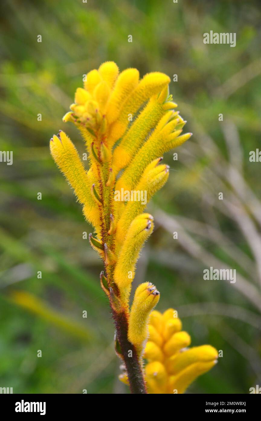 Yellow Känguru Paw Flowers (Anigozanthos Rufus) „Yellow Juwel“ aus Australien, angebaut beim Eden Project, Cornwall, England, Großbritannien. Stockfoto