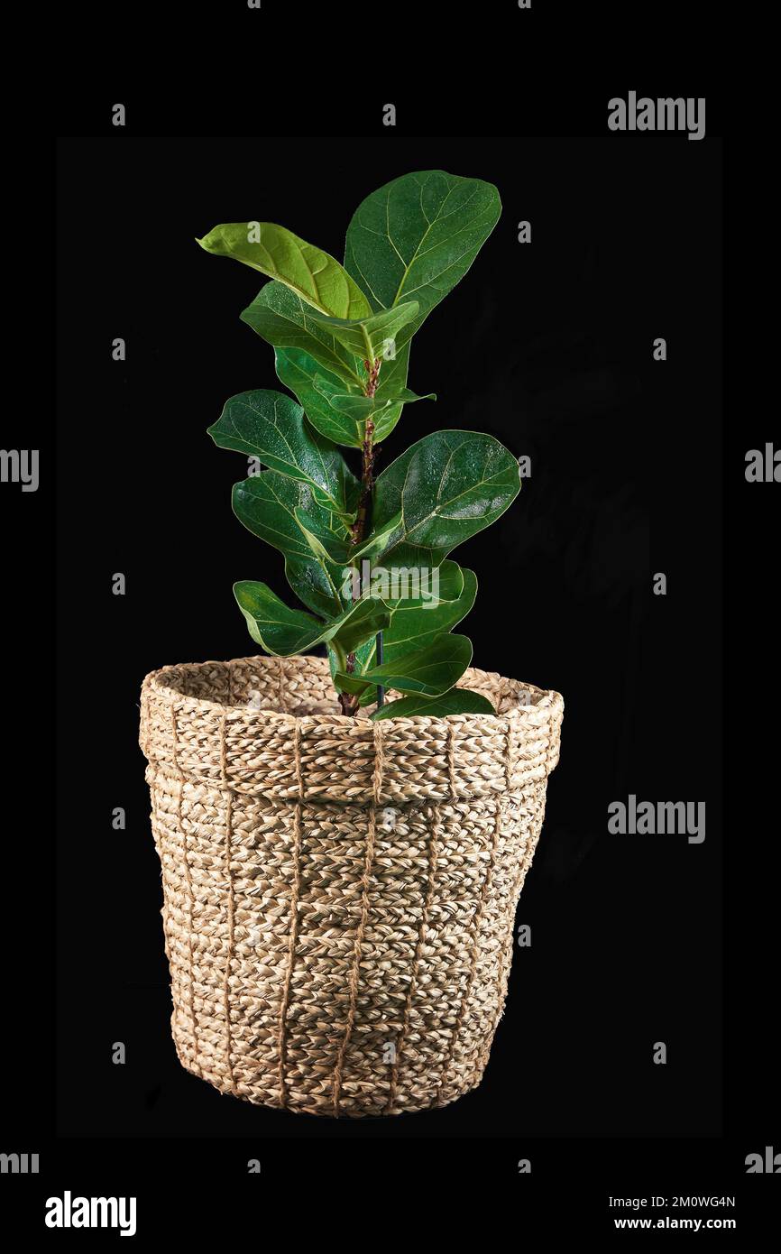Ficus lyrata in einem Weidentopf auf schwarzem isoliertem Hintergrund. Das Konzept eines Innenraums, eines Blumenladens. Fiddle Leaf, Abb. Speicherplatz kopieren. Stockfoto
