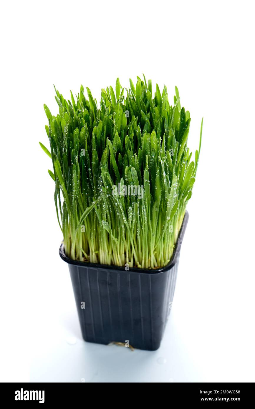 Grünes Gras auf einem isolierten weißen Hintergrund. Hafer in einem schwarzen Topf. Vegetarisches Essen, Sprossen, Gras für Katzen. Hafer, Gerste, Chlorophyll. Hoher Winkel. Stockfoto