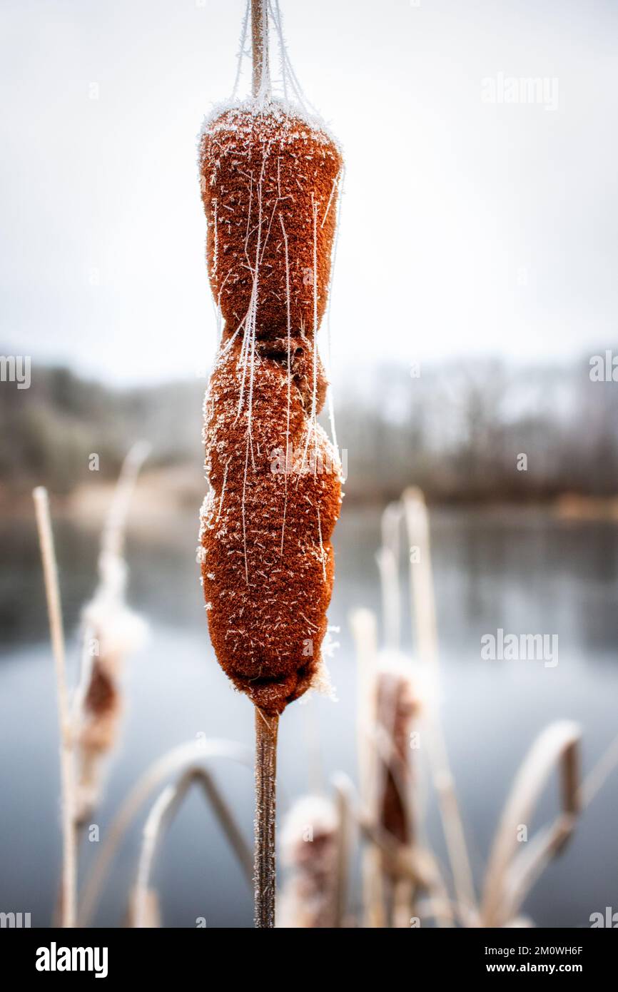 Harzgerode Selketal Region Winterlandschaft Stockfoto