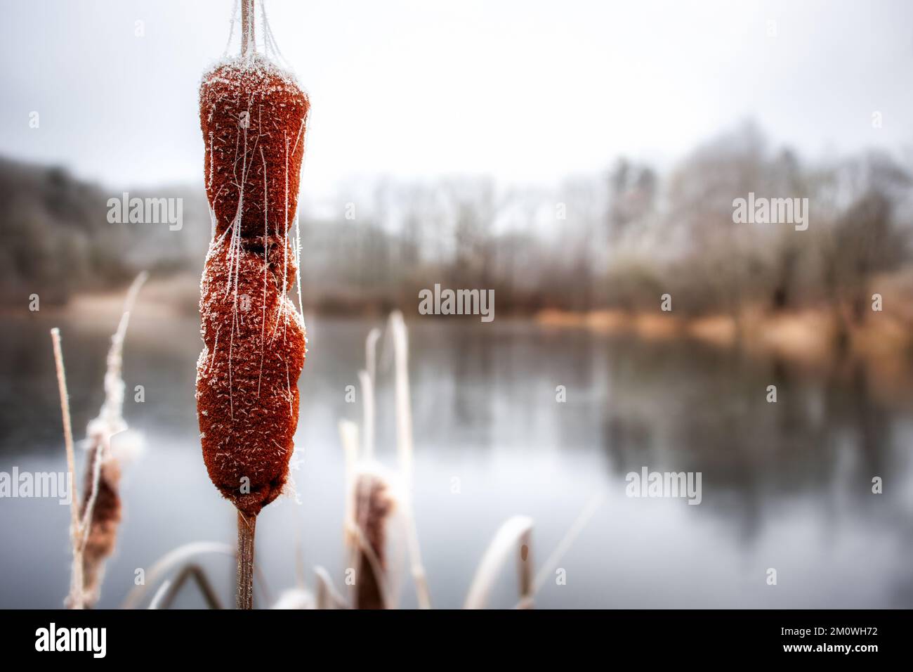 Harzgerode Selketal Region Winterlandschaft Stockfoto