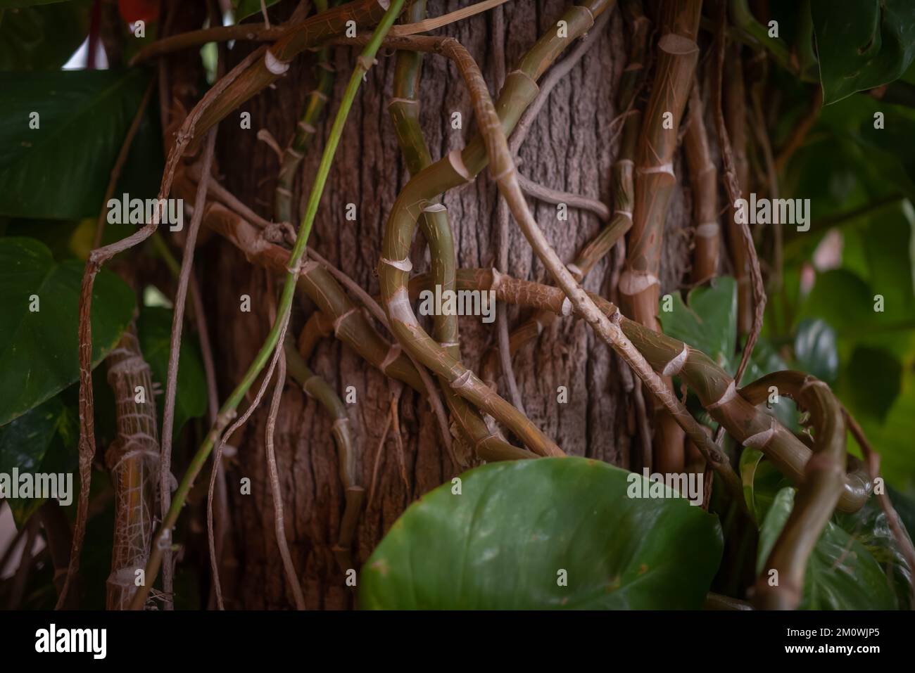 Verflochtene Stämme aus goldenem Pothos, ceylon-Kriecher auf einem Baumstamm Stockfoto