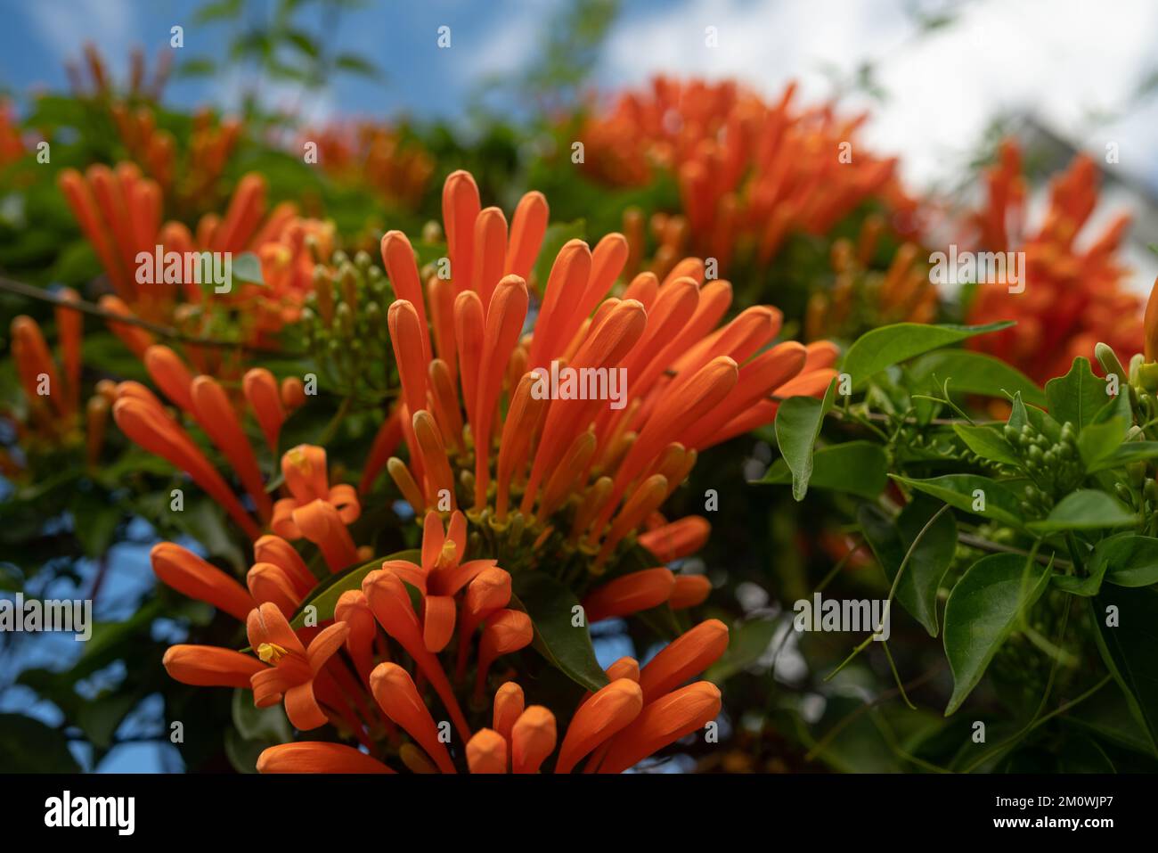 Orangenblüten und Grün im Flamevine-Stil sorgen für den Sommerhintergrund Stockfoto