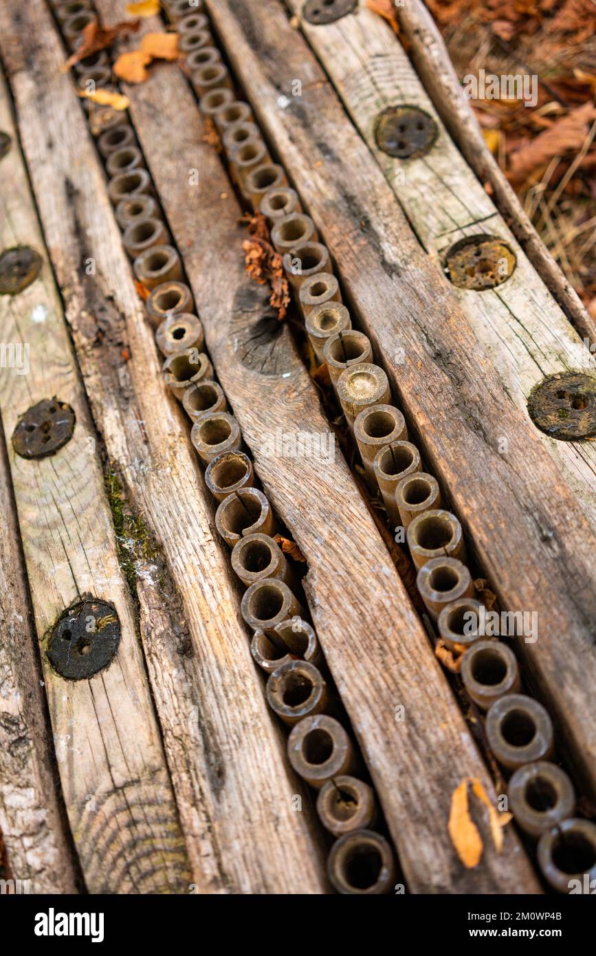 Hölzernes Naturinsektenhaus Stockfoto