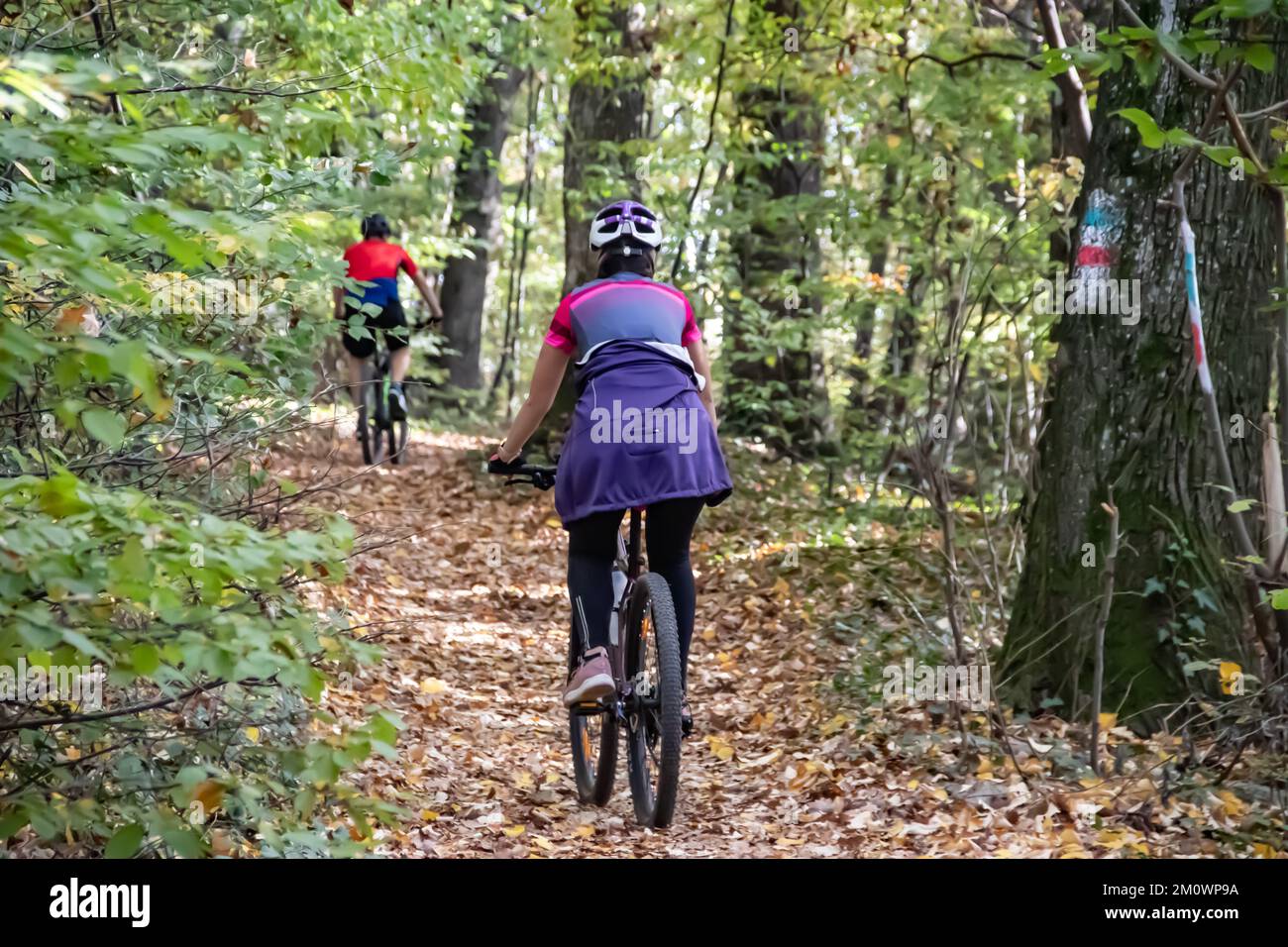 Zwei aktive Radfahrer fahren im Herbst durch den Wald, ein gesundes Leben in der Natur, umweltfreundliche Aktivität Stockfoto