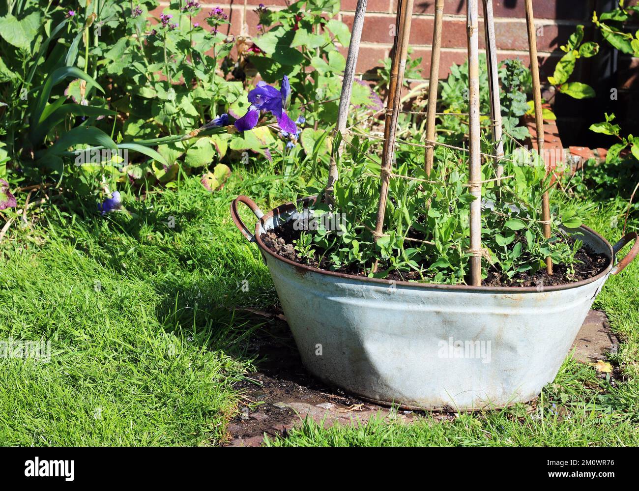 Süße Erbsen (Lathyrus odoratus), die in einer Wanne in einem Garten angebaut werden. Stockfoto