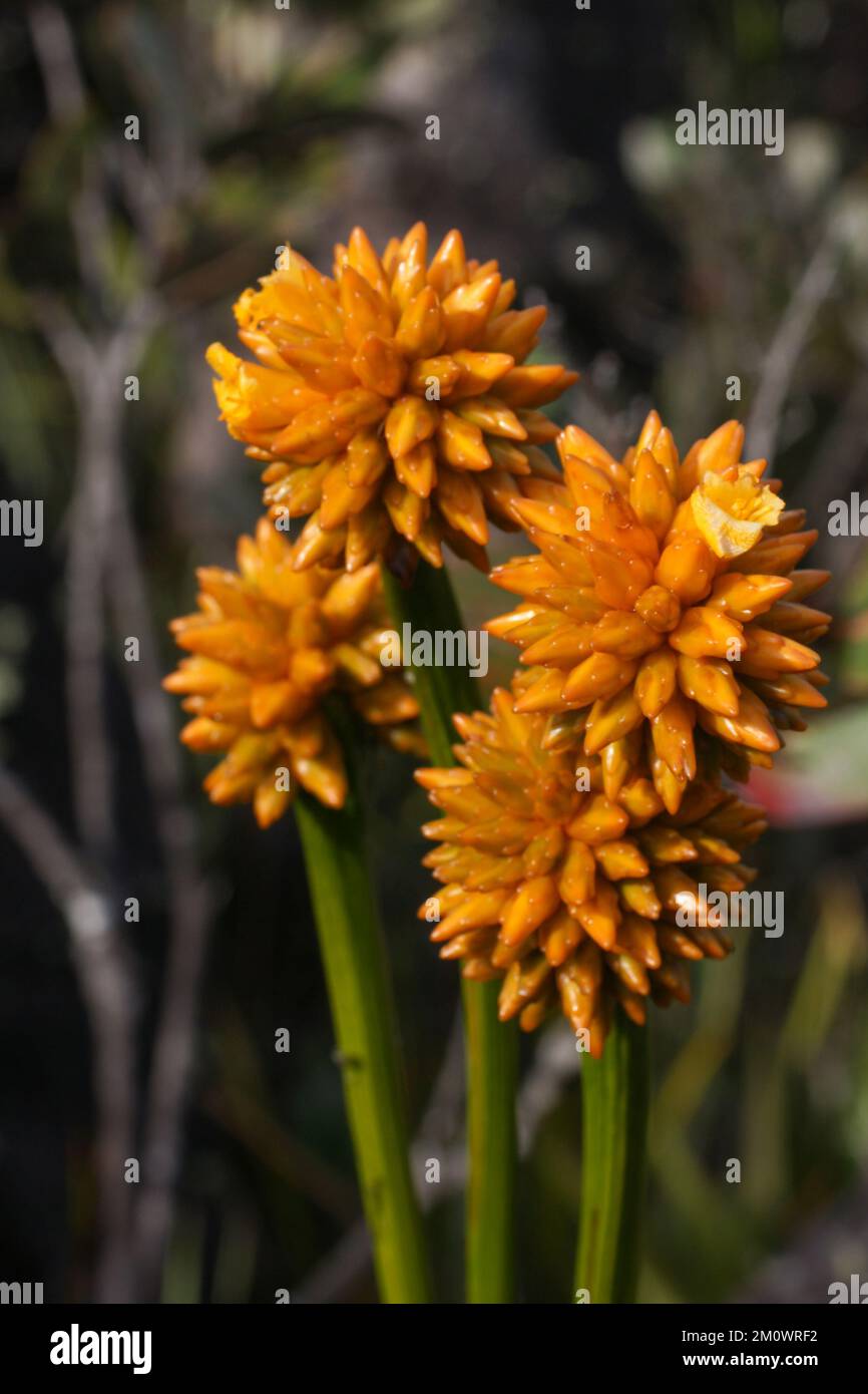 Stegolepis guianensis-Blumen auf Amuri Tepui, Venezuela Stockfoto