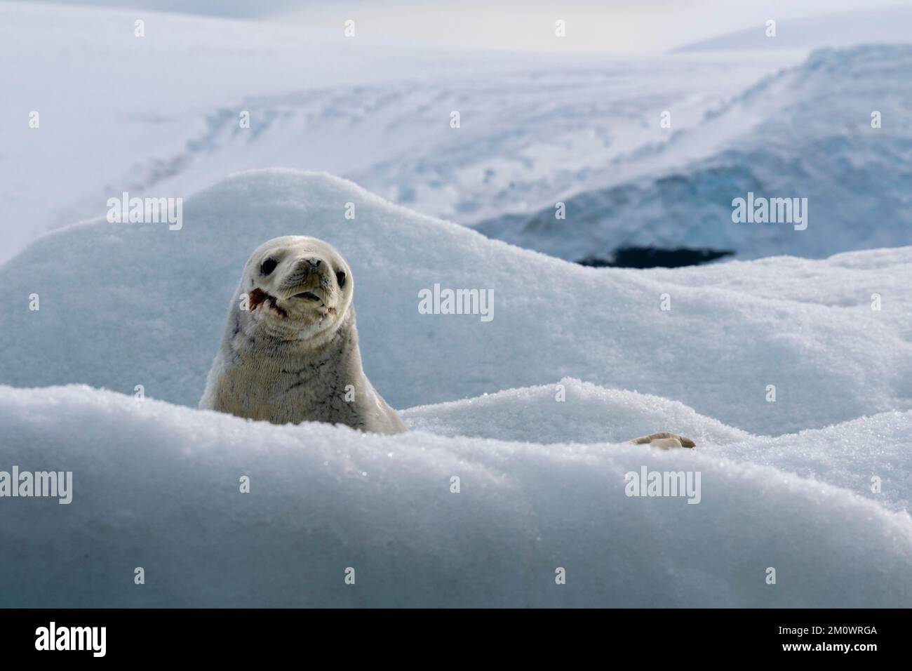 Krabbenrobbe (Lobodon carcinophaga) auf Eisberg, Croft Bay, James Ross Island, Weddell Sea, Antarktis. Stockfoto