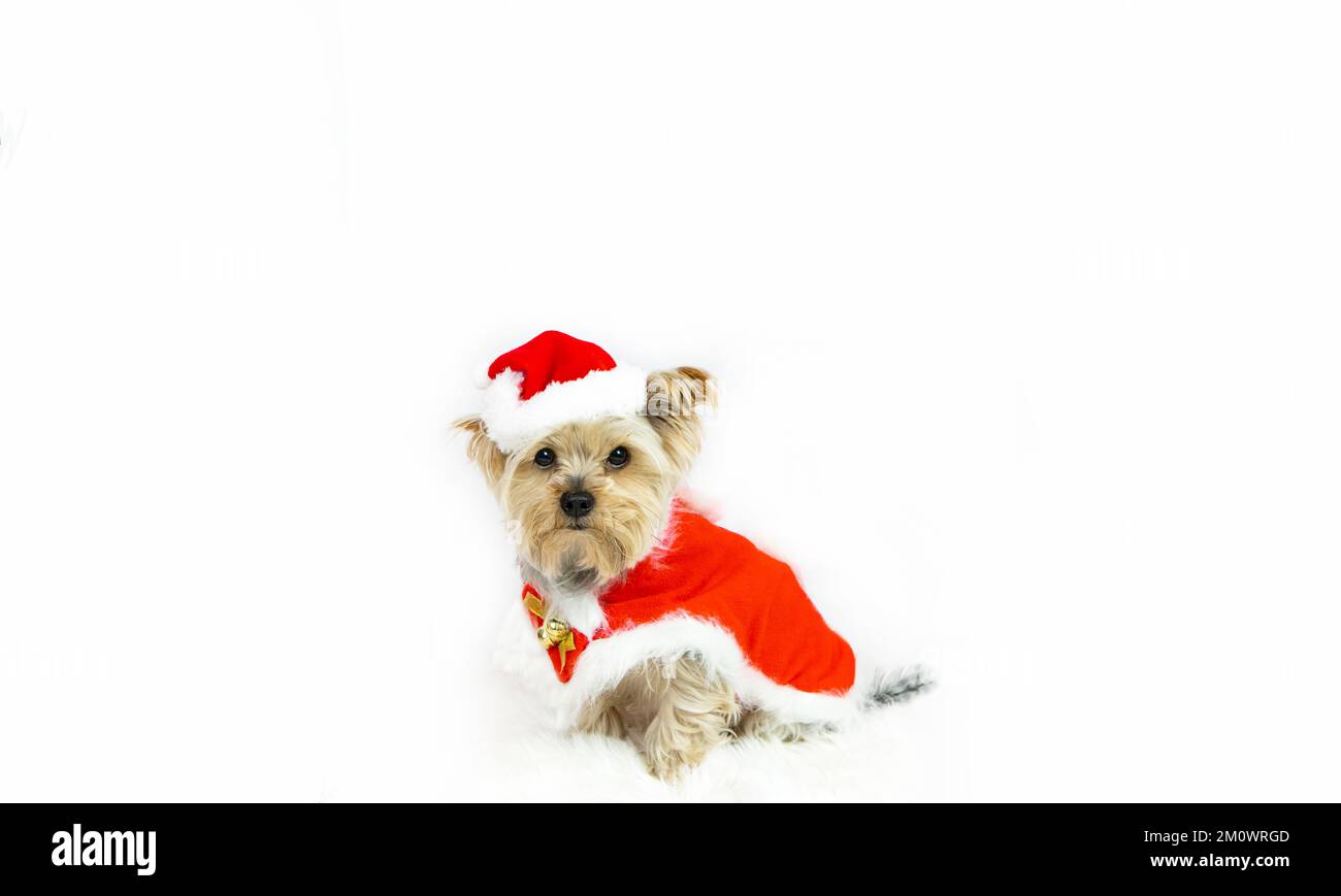 Weihnachten. Der als Weihnachtsmann verkleidete Yorkshire-Terrier-Hund sitzt auf einem weichen Teppich. Stockfoto