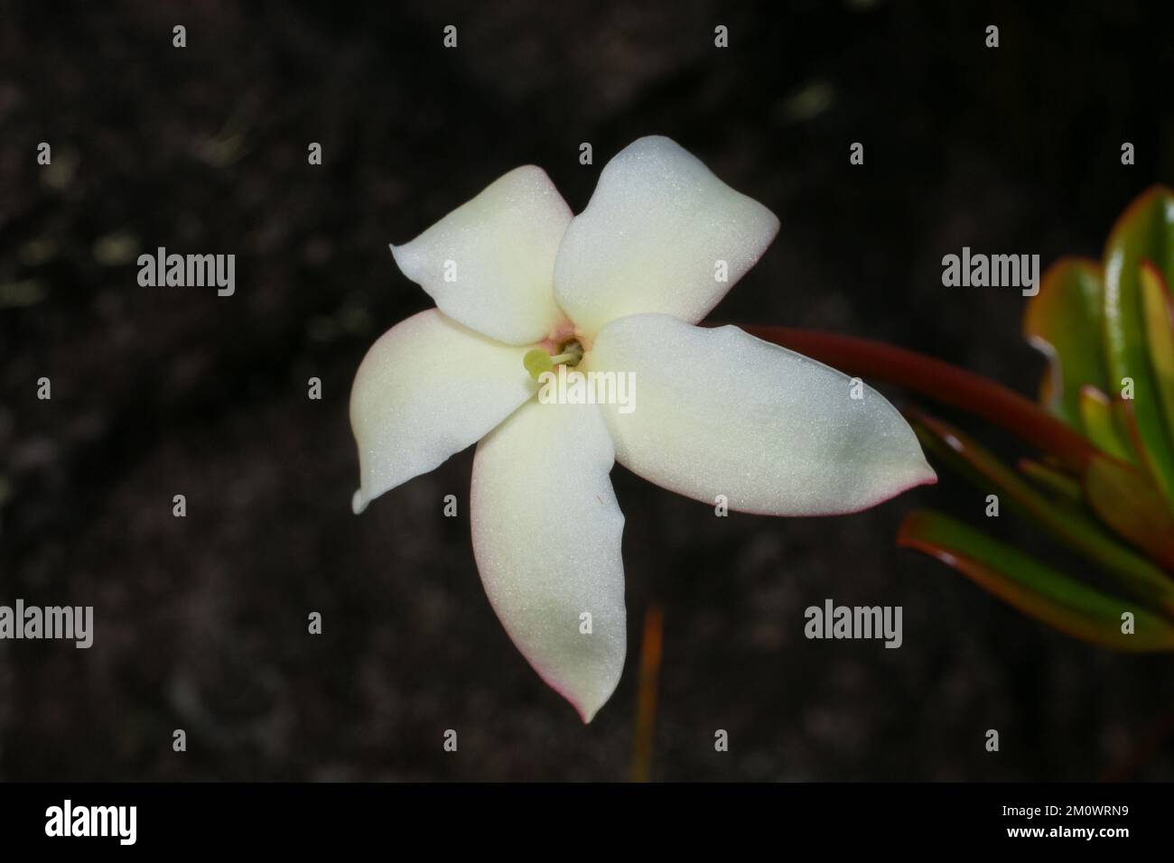 Weiße Blume von Maguireothamnus speciosus auf Amuri Tepui, Venezuela Stockfoto