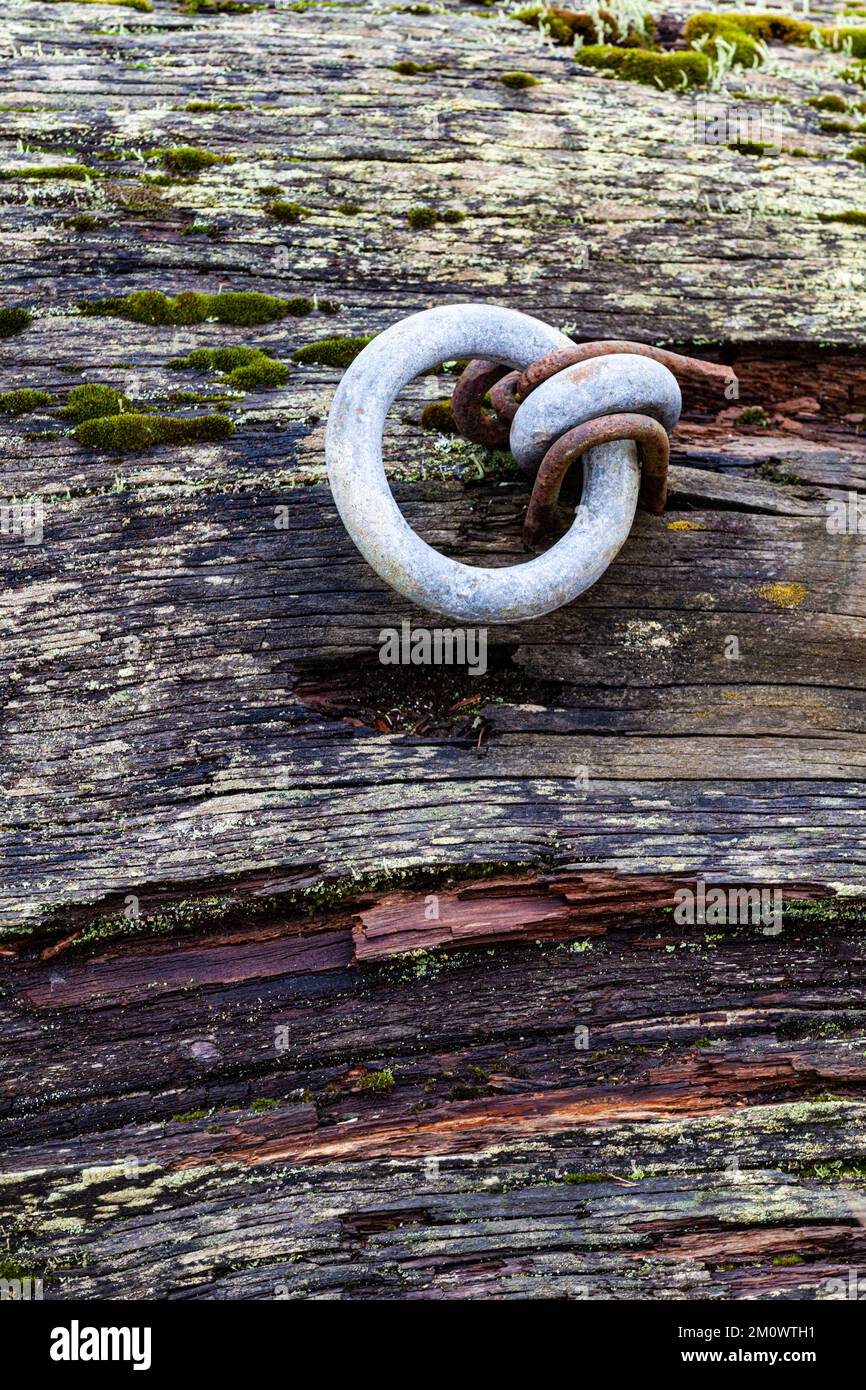 Verzinkter Stahlring am verrottenden Treibholz in Steveston, British Columbia, Kanada Stockfoto