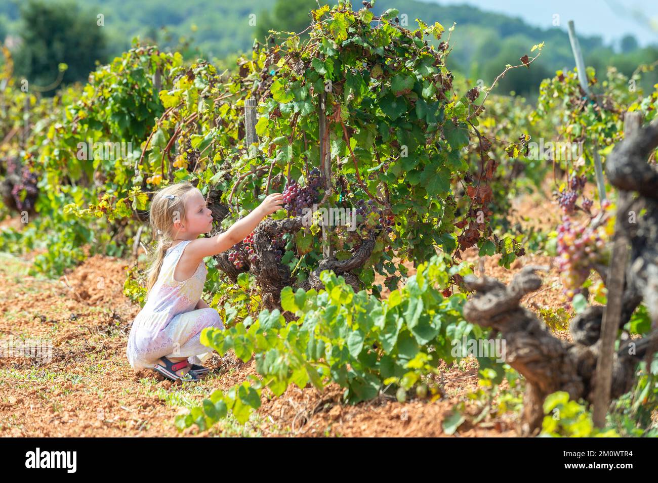 Kleine Mädchen-Snacks auf süßen Trauben auf einem Feld auf Mallorca. Stockfoto