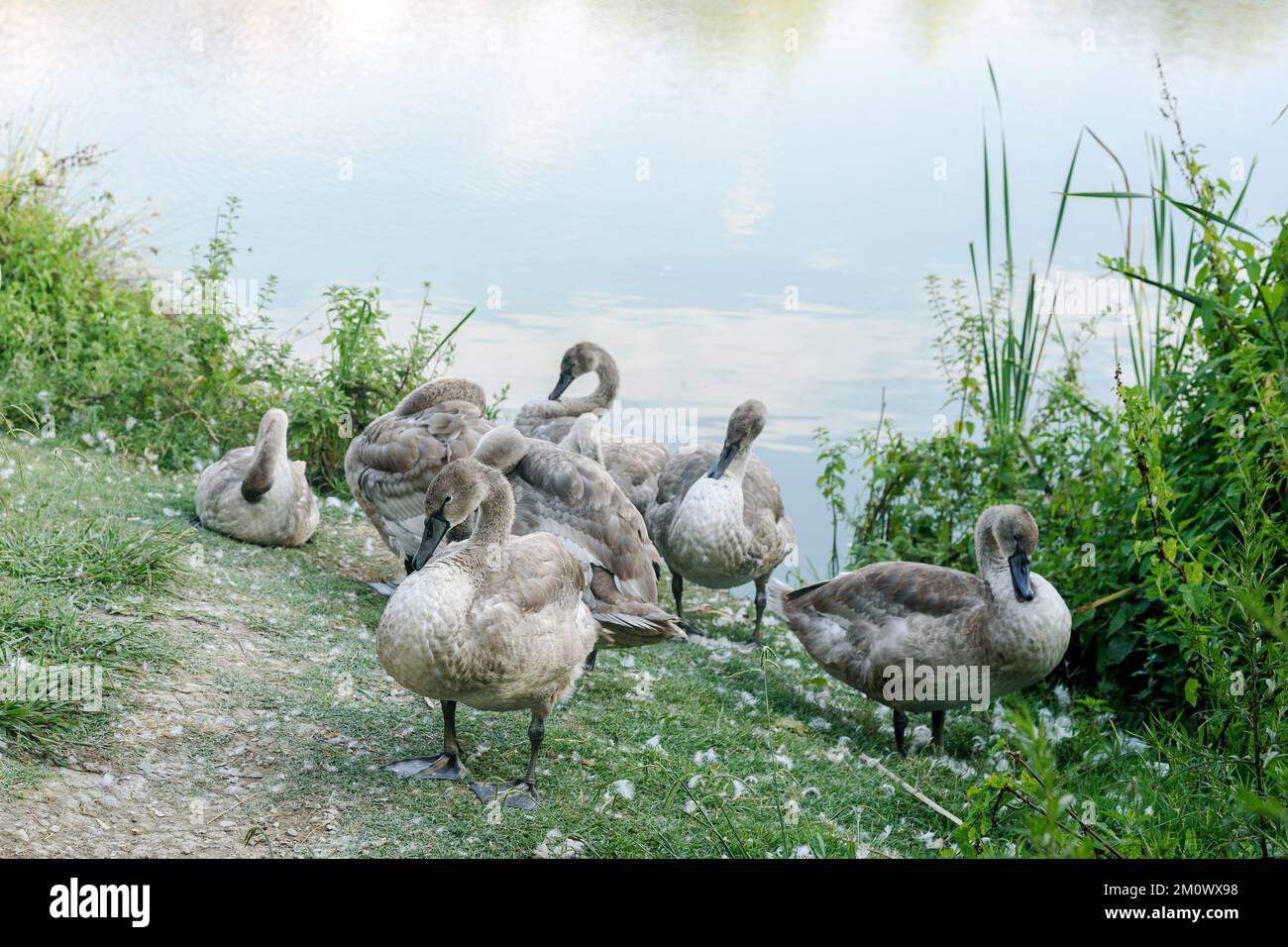 Große Schwanenküken am Ufer des Teichs reinigen ihre Federn Stockfoto