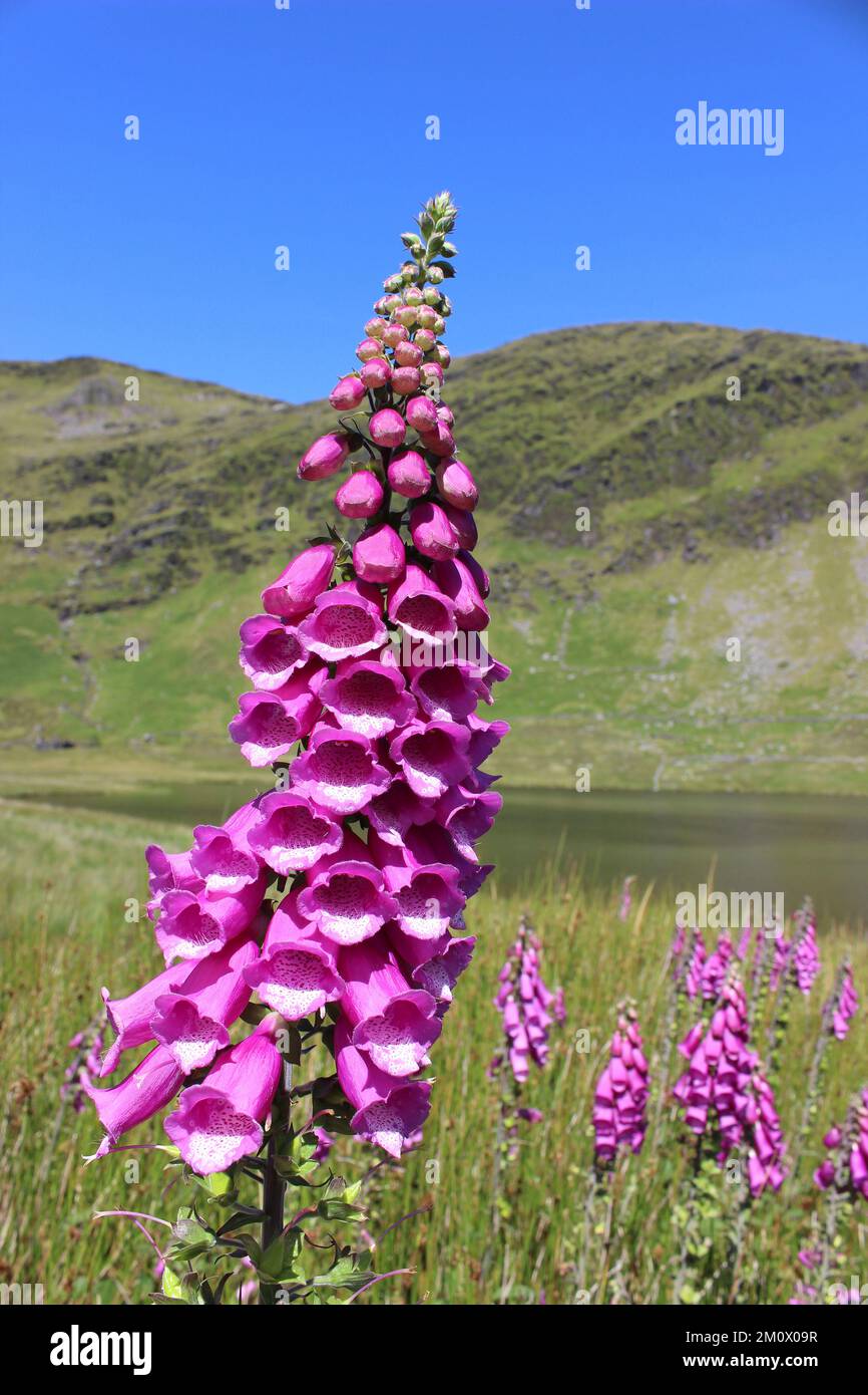 Gemeinsamen Fingerhut Digitalis purpurea Stockfoto