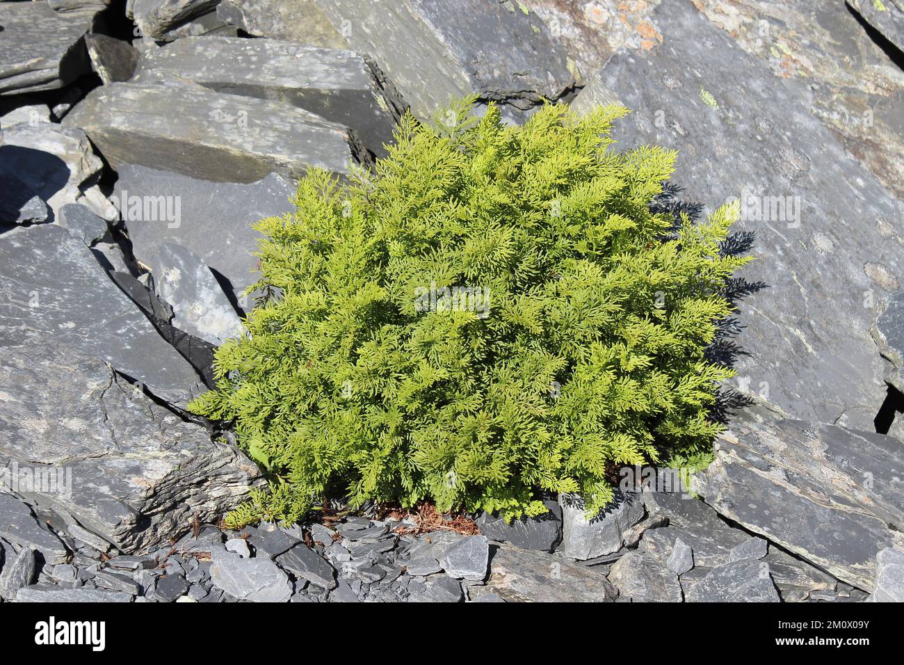 Petersilie Fern Cryptogramma crispa Stockfoto