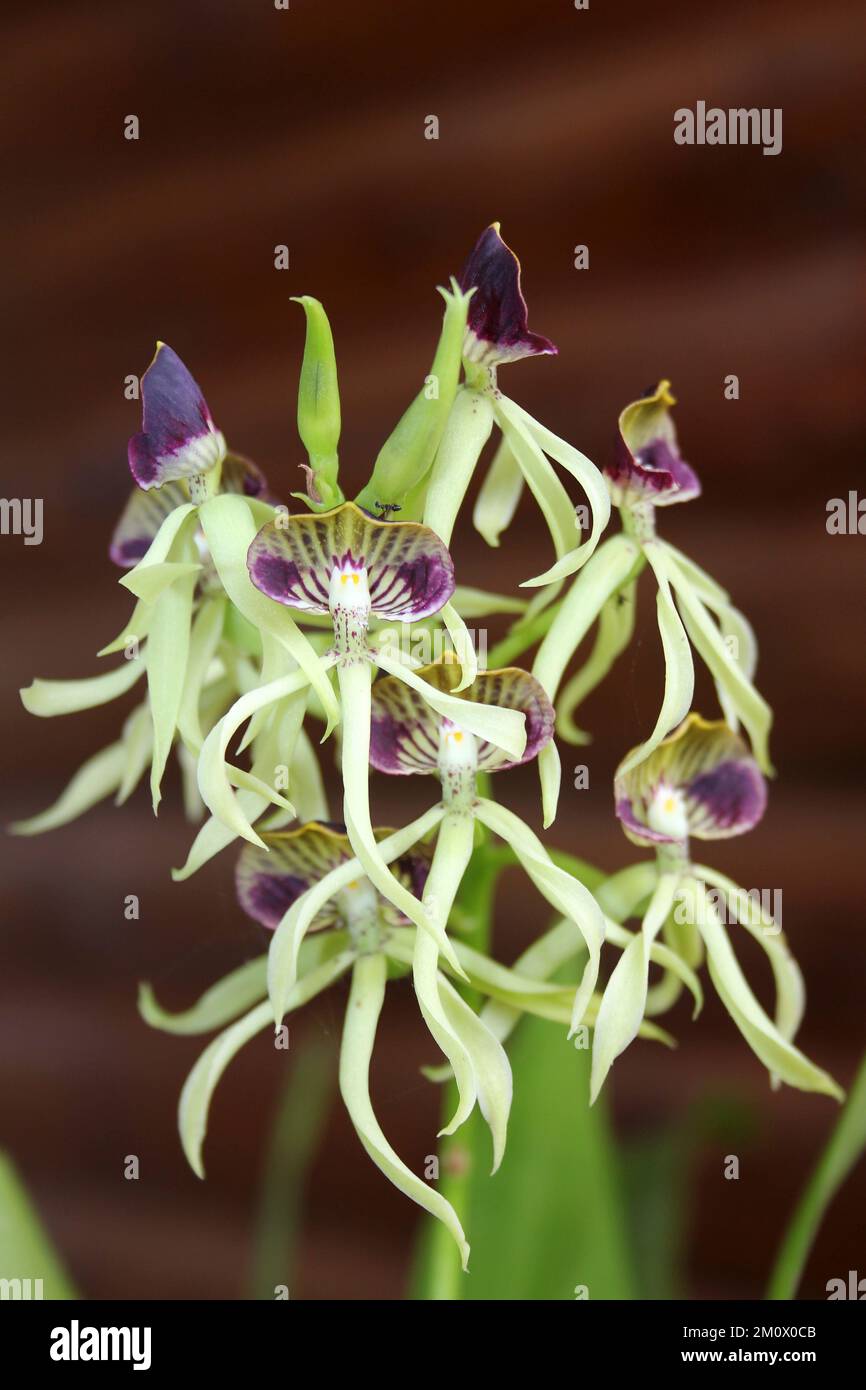 Belize's National Flower - die Schwarze Orchidee - Prosthechea cochleata Stockfoto