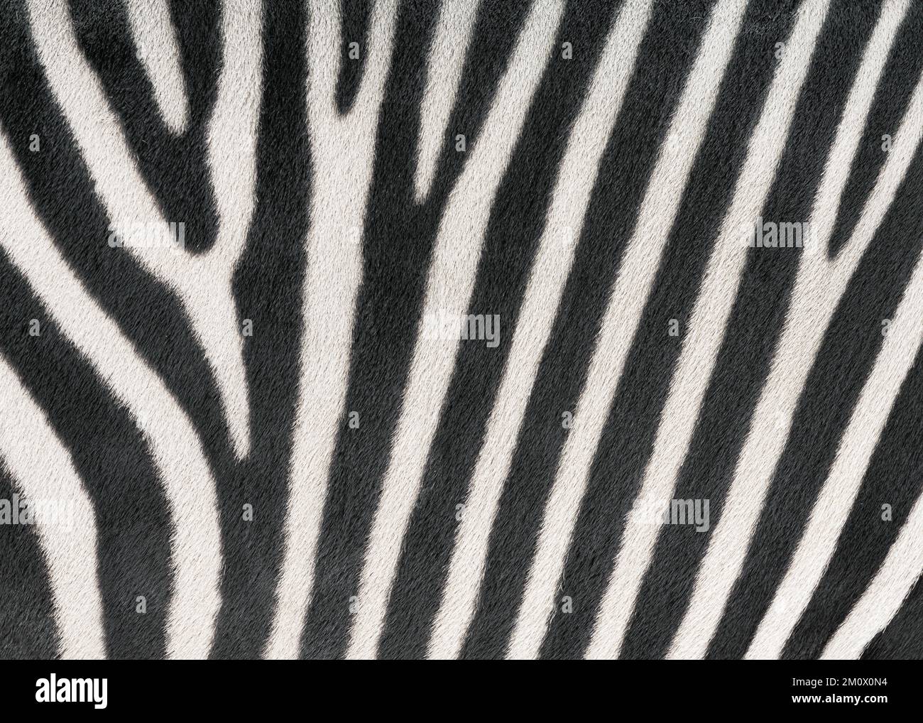 Hartmanns Zebrastreifen im Gebirge mit Schwerpunkt auf Streifenmuster und Textur Stockfoto