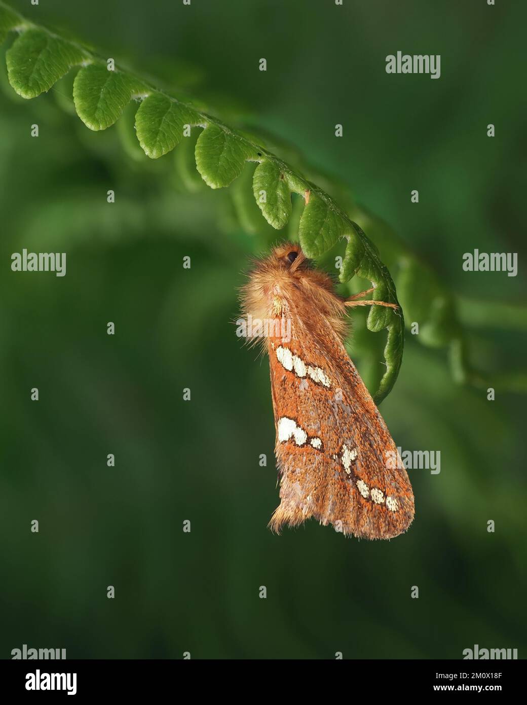 Männliche Goldmotte (Phymatopus hecta) hoch oben auf Brackenstiel. Tipperary, Irland Stockfoto