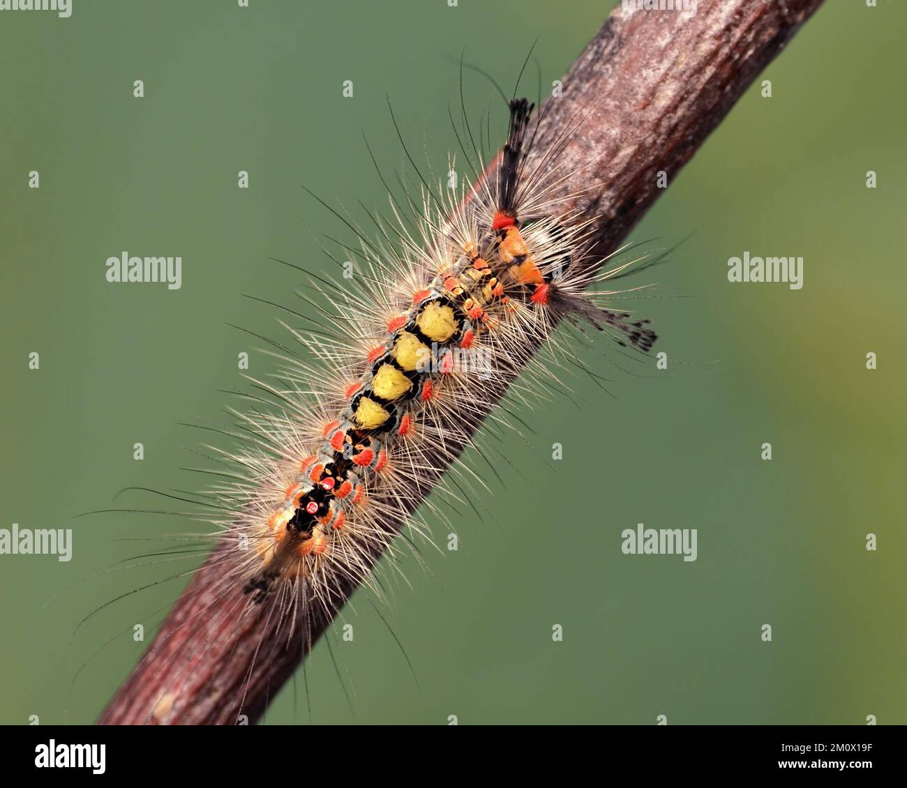 Vapourer Moth Raupe (Orgyia antigua) krabbelt auf einem Zweig. Tipperary, Irland Stockfoto