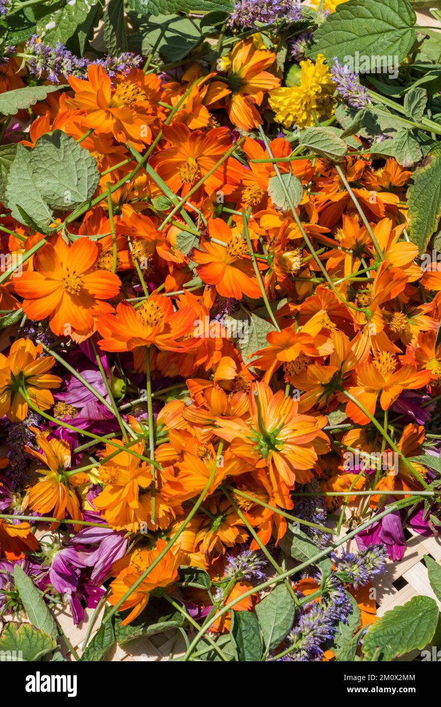 Nahaufnahme der geernteten Blumen, die zum Trocknen gesammelt werden Stockfoto