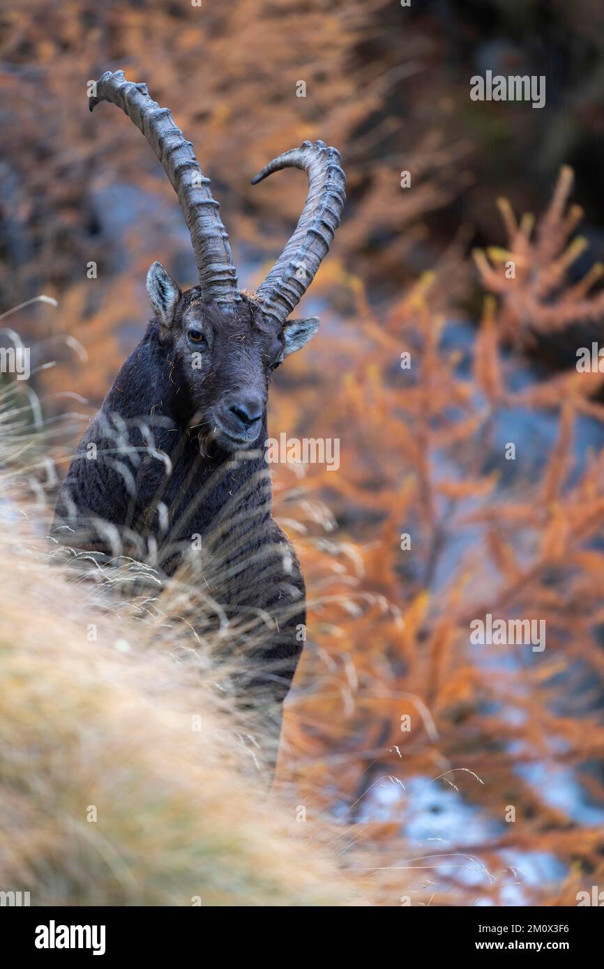 Alpenibex (Capra ibex), an einem steilen Hang mit einem Bergbach und herbstfarbenen Lärchen, Tierporträt, Gran Paradiso Nationalpark, Stockfoto