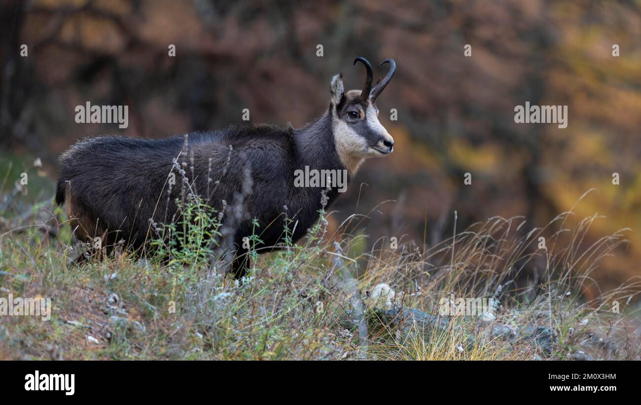 Chamois (Rupicapra rupicapra), Chamois, im Herbstbergwald, Nationalpark Gran Paradiso, Aosta, Italien, Europa Stockfoto