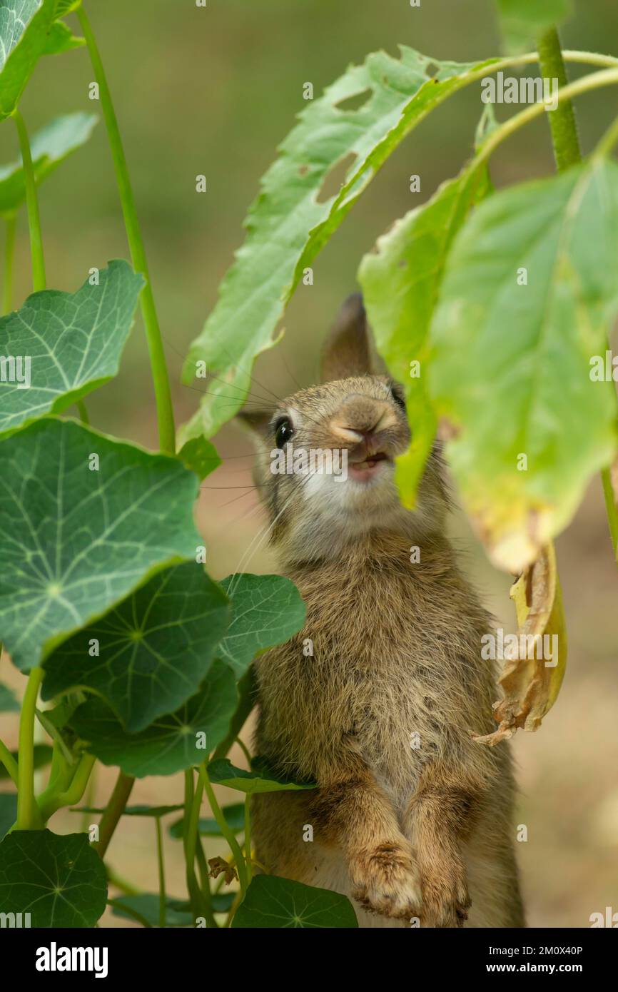 Kaninchen (Oryctolagus cuniculus), ausgewachsenes Tier, das eine Sonnenblumenpflanze in einem Garten füttert, Norfolk, England, Vereinigtes Königreich, Europa Stockfoto Kaninchen (Oryctolagus cuniculus), ausgewachsenes Tier, das eine Sonnenblumenpflanze in einem Garten füttert, Norfolk, England, Vereinigtes Königreich, Europa Stockfoto