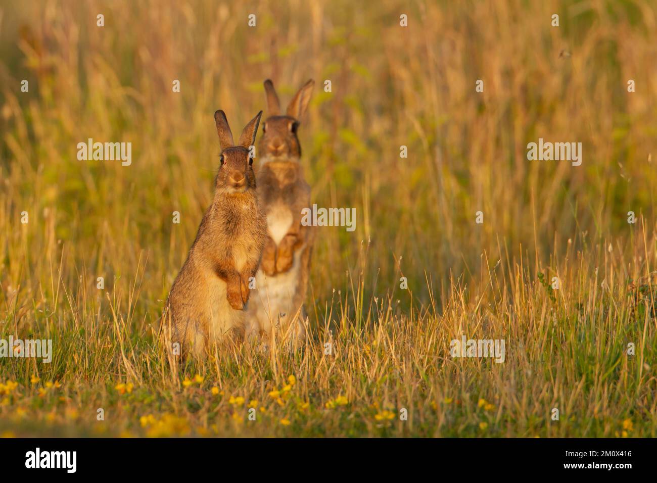 Kaninchen (Oryctolagus cuniculus) zwei ausgewachsene Tiere auf Grünland, Suffolk, England, Vereinigtes Königreich, Europa Stockfoto