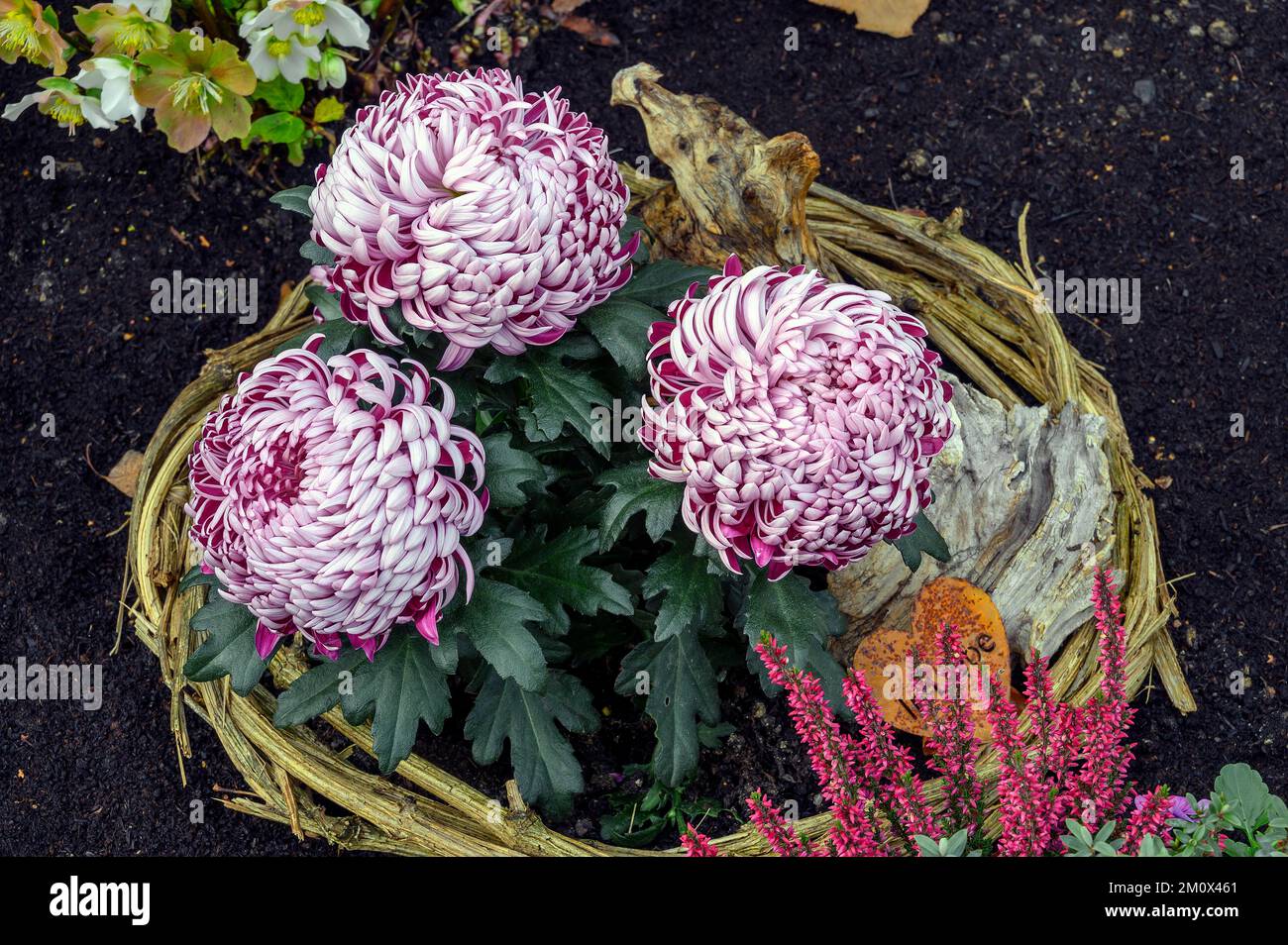 Grabdekoration mit Gartenchrysanthemen (Chrysanthemen), Allgäu, Bayern, Deutschland, Europa Stockfoto