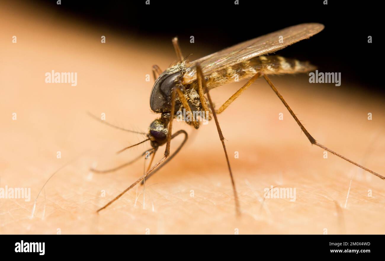 Wie Viel Blut Saugt Eine Mücke www.alamy.de