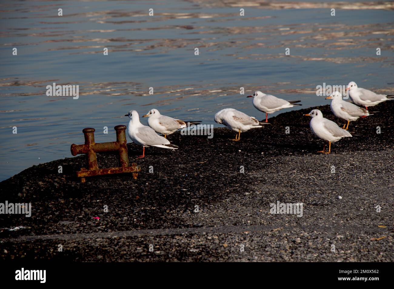 Möwen Leben in der Küste in einem städtischen Umfeld Stockfoto