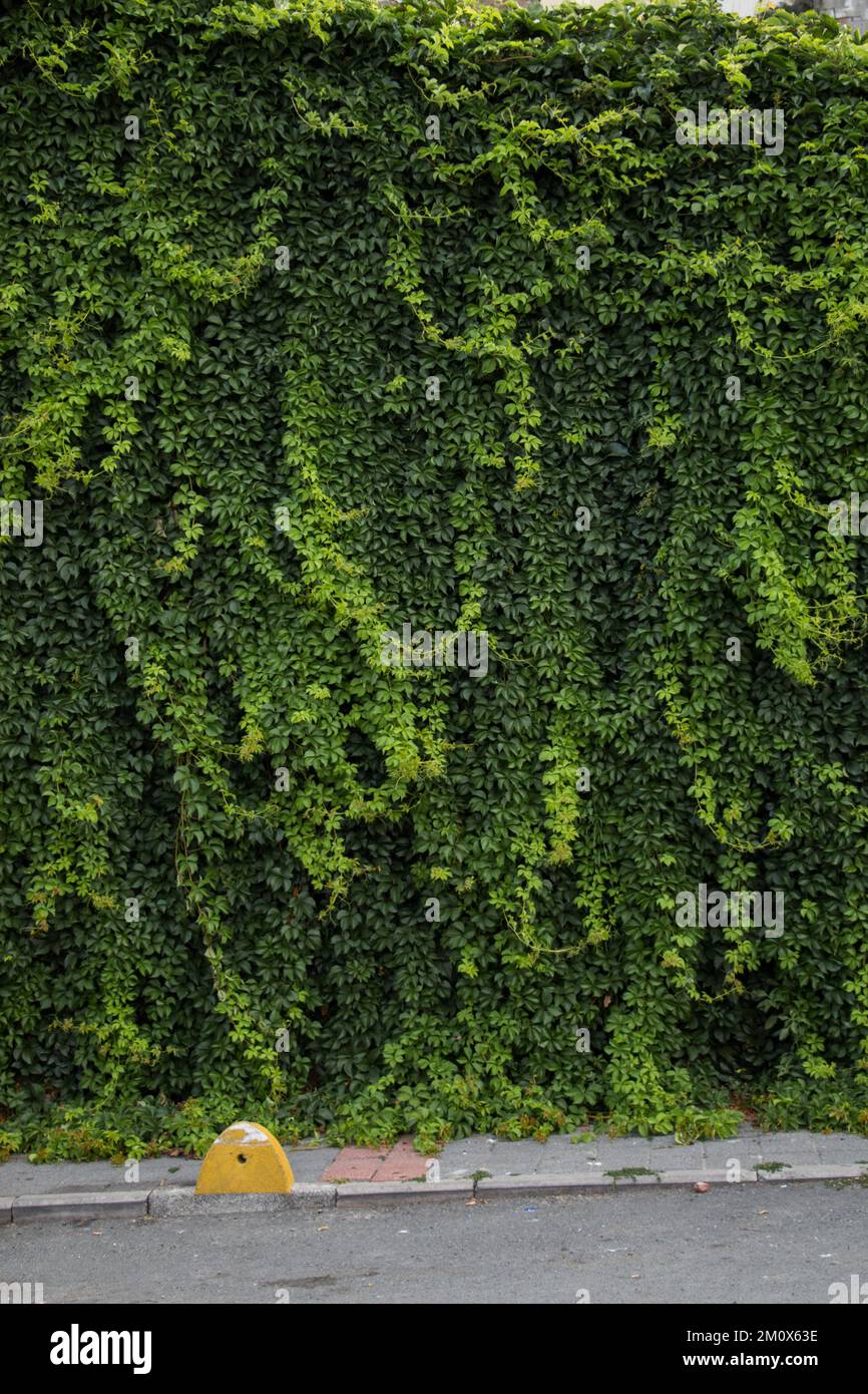 Grüne Blätter als Natur Hintergrund Textur Stockfoto