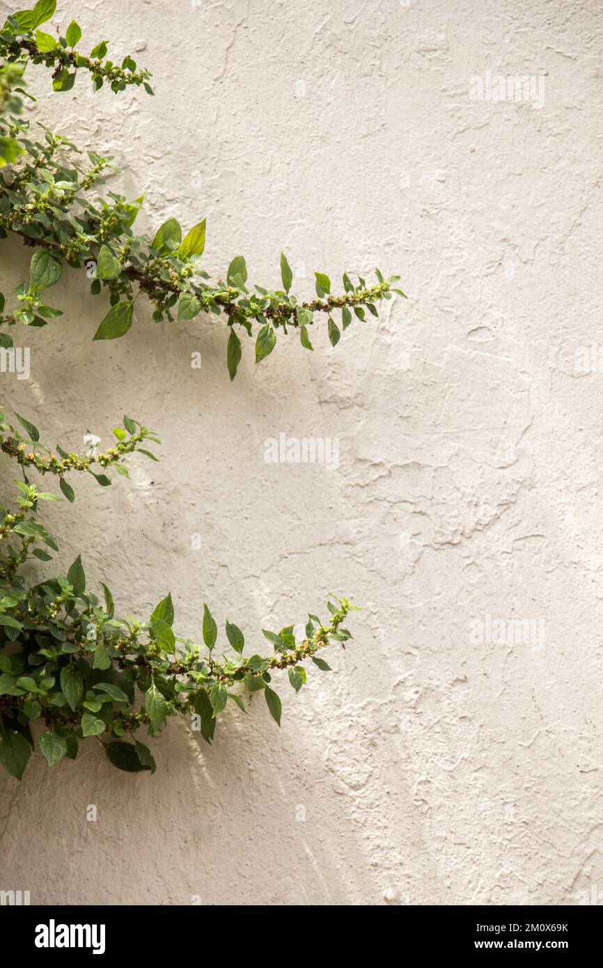 Grüne Blätter als Natur Hintergrund Textur Stockfoto