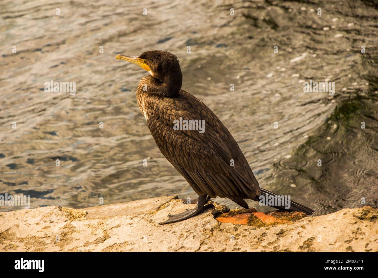 Süße Vogel als Bild der Tierwelt und Natur Stockfoto
