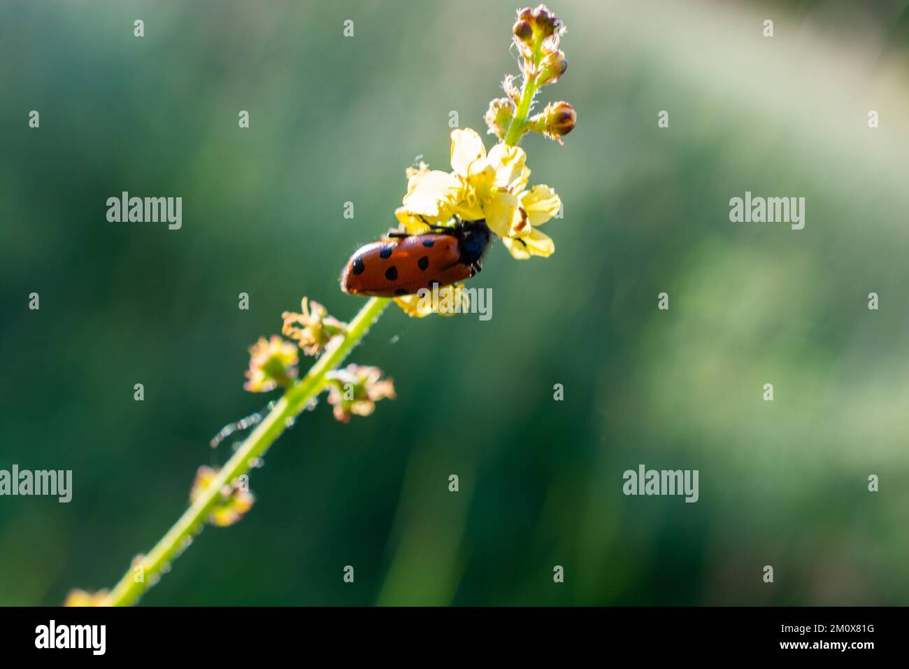 Insekten, die sich von einer Blume in der Natur ernähren Stockfoto