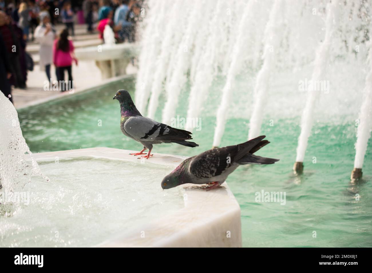 Schöne taube vögel durch Leben im städtischen Umfeld Stockfoto