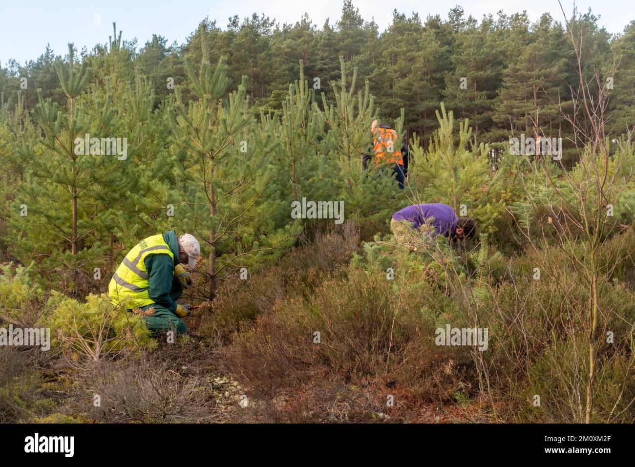 Naturschützer und Freiwillige, die Heidenwirtschaft betreiben, invasive schotten Kiefern mit Bogensägen Fällen, Surrey, Großbritannien Stockfoto