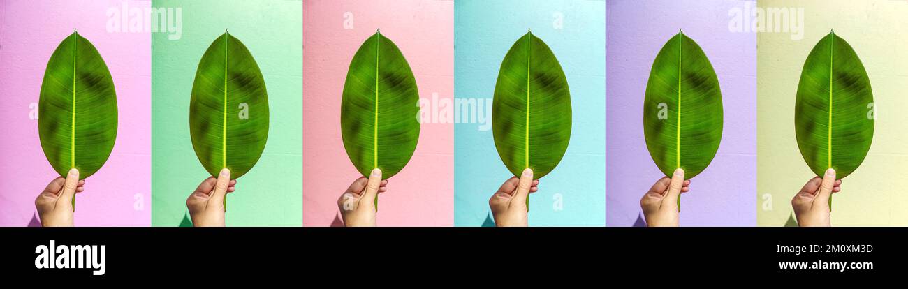 Grünes Blatt in der Hand vor dem Hintergrund einer strukturierten, farbigen Straßenmauer. Minimalistisches, kreatives Designkonzept. Hochwertiges Foto Stockfoto