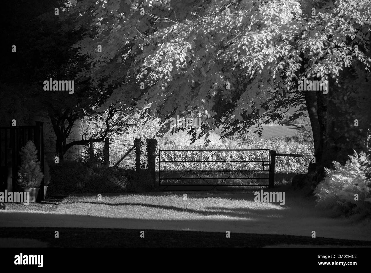 Bildende Kunstfotografie in Schwarz-Weiß, ein Bild der Natur im Sommer im Woodlands Hideaway Holiday Park in Glynarthen West Wales UK Stockfoto
