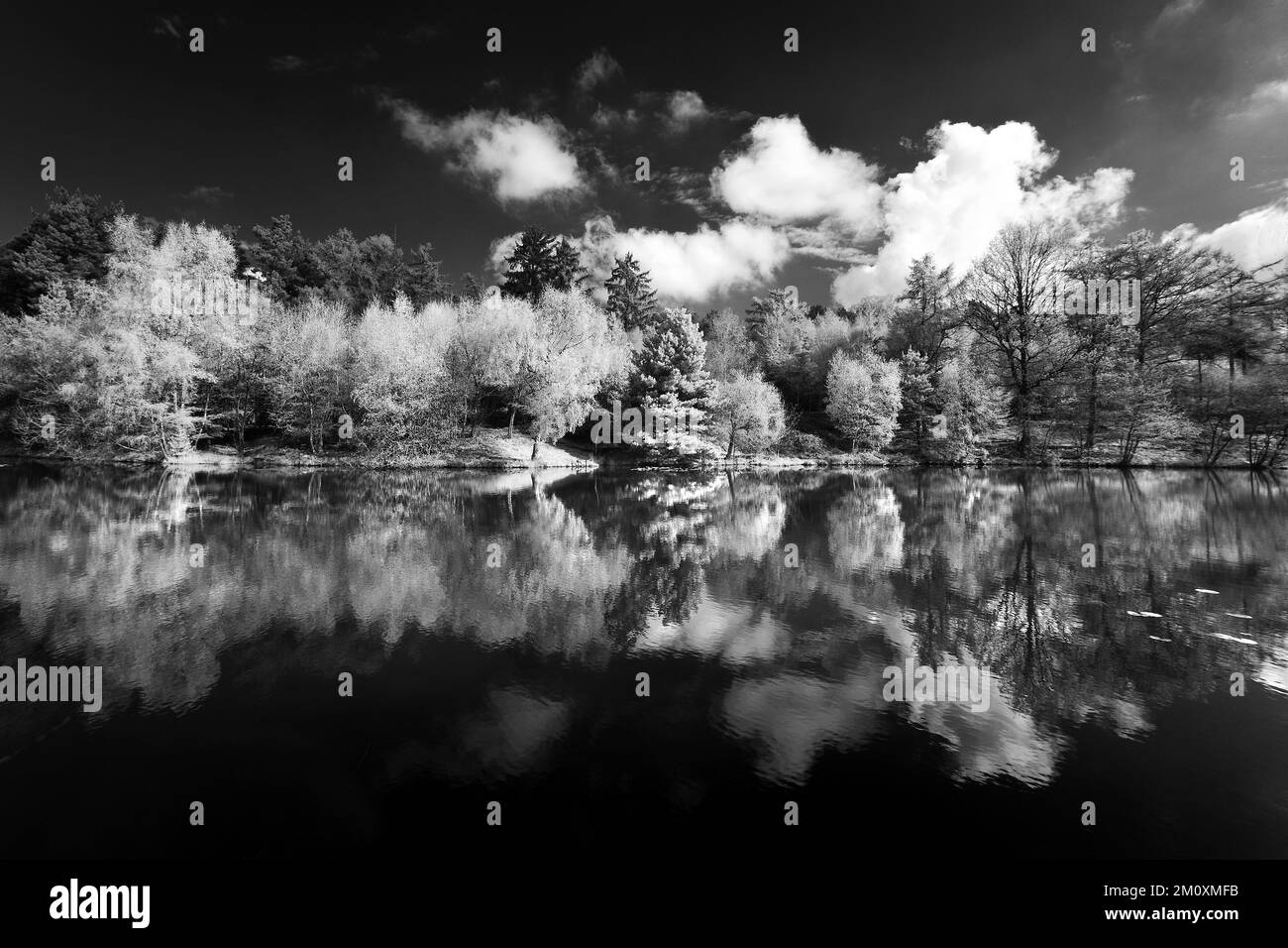 Schwarzweißfoto mit Reflexionen am Horsepasture Pool in Spring auf Cannock Chase AONB Area of Outstanding Natural Beauty in Staffordshire Stockfoto