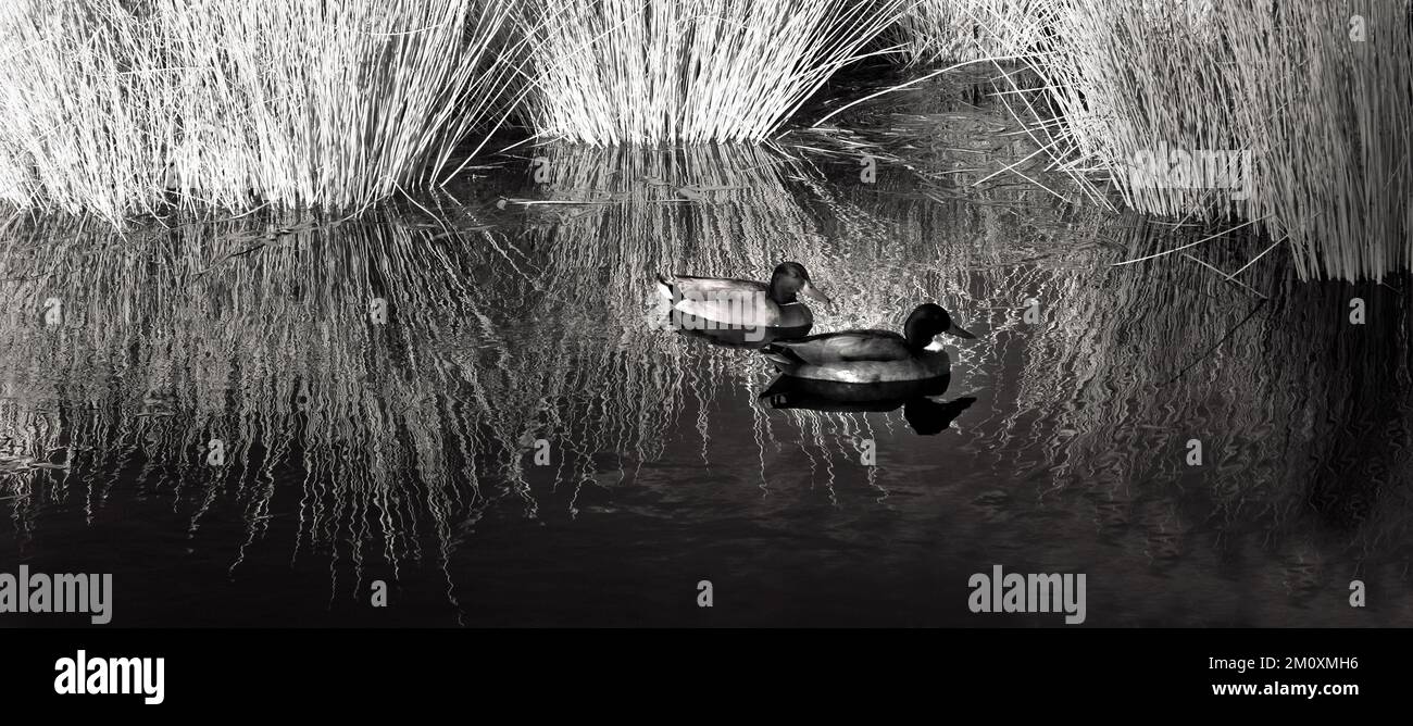 Bildende Kunst Schwarz-Weiß-Fotografie von zwei wilden Enten auf dem Wasser in starkem Abendlicht auf Cannock Chase AONB Stockfoto