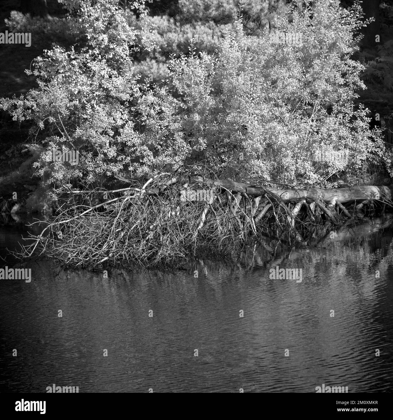 Schwarzweißfoto eines umgestürzten Baumes am Ufer des Cannock Chase AONB Area of Outstanding Natural Beauty in Staffordshire, England, Großbritannien Stockfoto