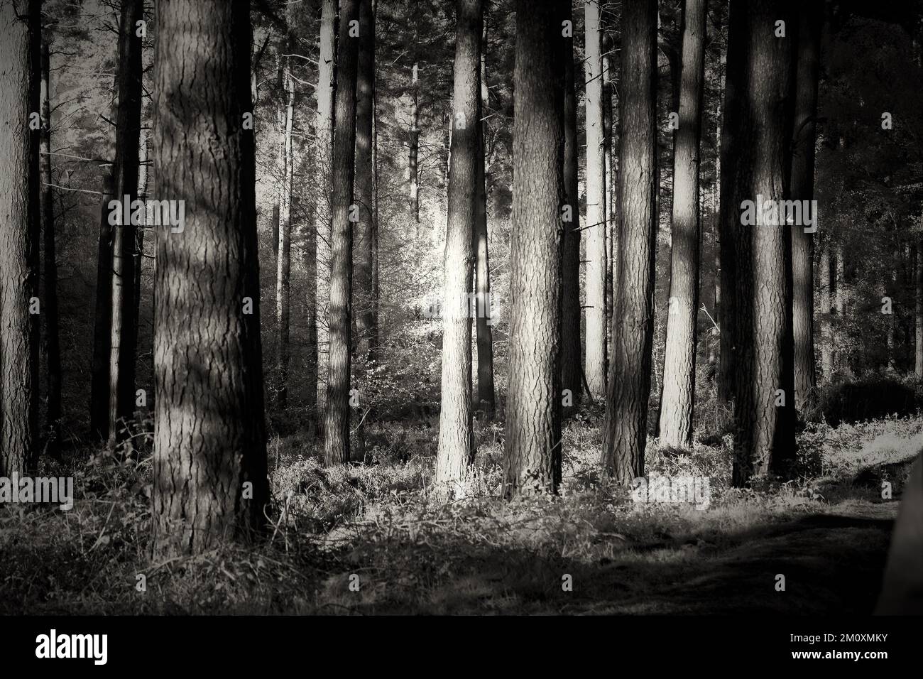 In Sepia getöntes Schwarz-Weiß-Foto des Pinienwaldes auf Cannock Chase AONB Gebiet von herausragender natürlicher Schönheit Stockfoto