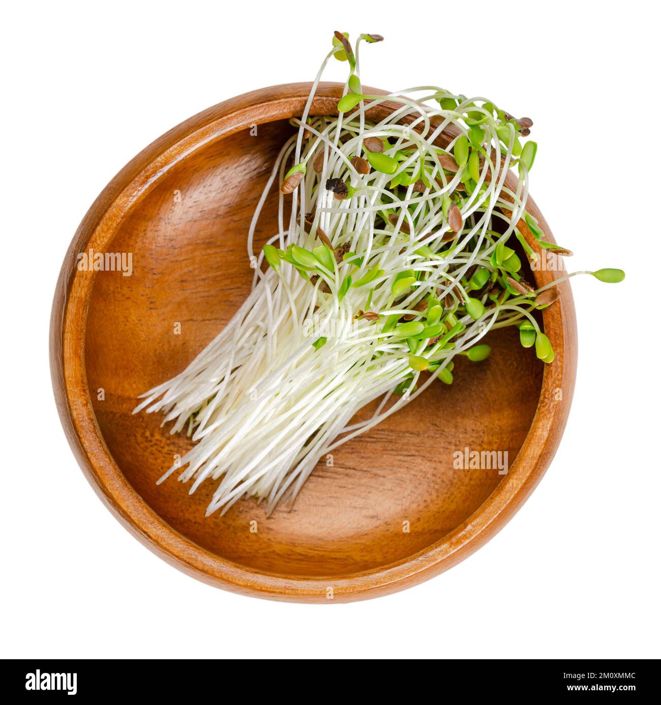 Gewöhnlicher Flachs, Mikrogrün in einer Holzschüssel. Frische, rohe, verzehrfertige und grüne Sämlinge von Leinsamen, teilweise noch mit den Samenschichten an den Spitzen. Stockfoto