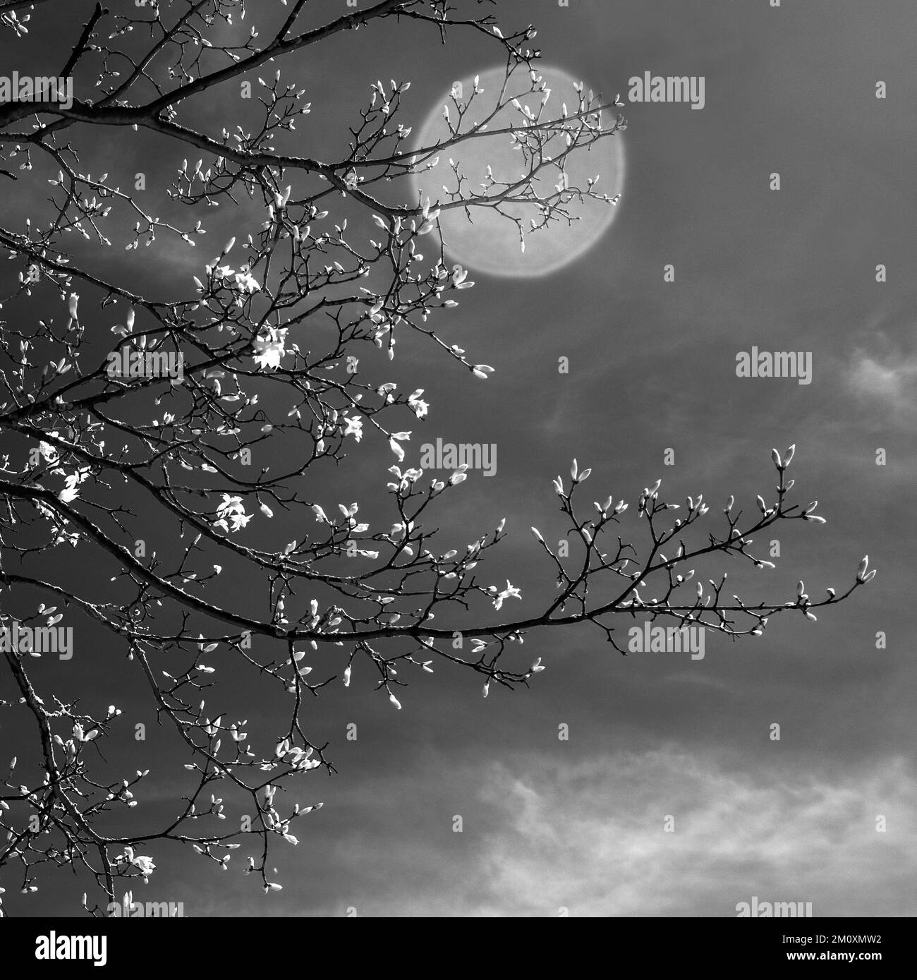 Reife Buchenäste mit leuchtenden Blättern im späten Frühling ist die Buche auf Cannock Chase AONB als Königin der Bäume bekannt Stockfoto