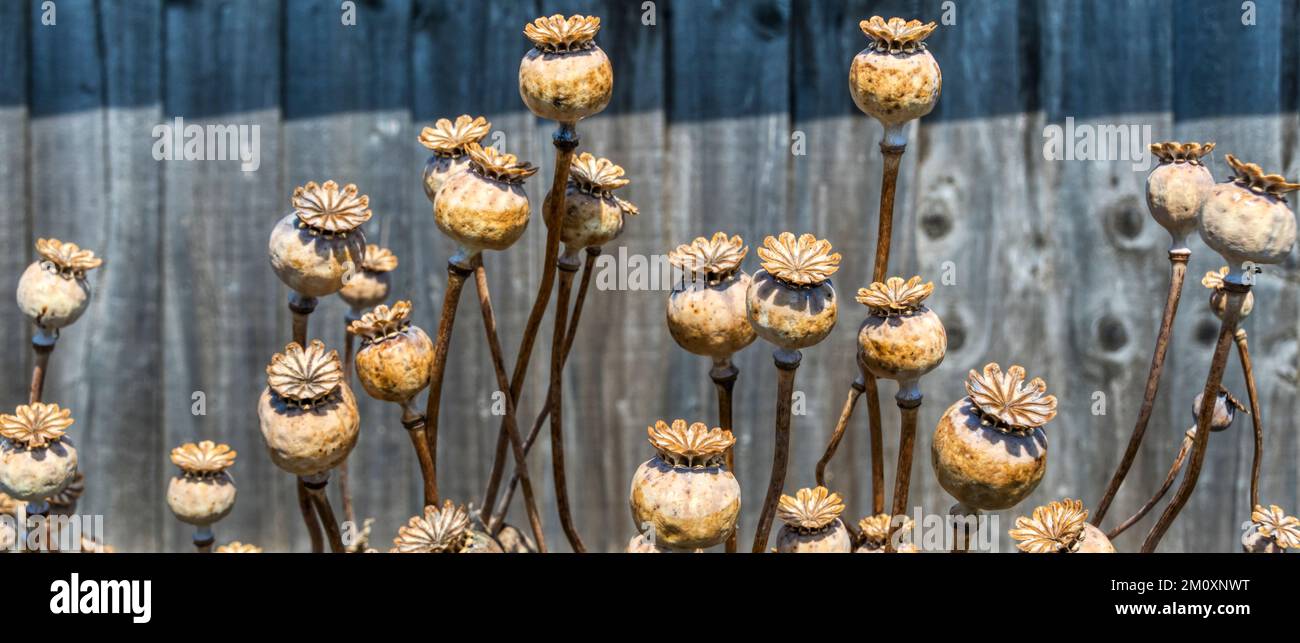 Braune getrocknete Mohnkörner vor einem grauen Holzzaun. Stockfoto