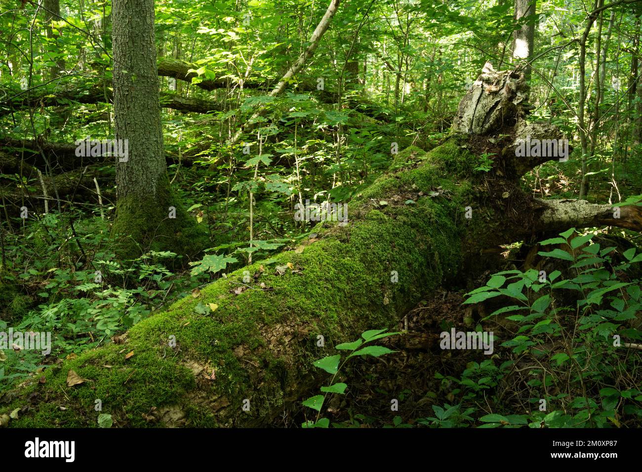Ein üppiger, alter Laubwald mit viel Totholz an einem Sommertag im Norden Lettlands Stockfoto